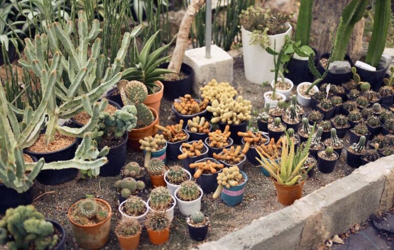 Como criar um jardim bonito gastando pouco