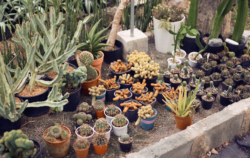 Como criar um jardim bonito gastando pouco
