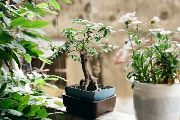 # Como Montar Um Jardim Pequeno Em Casa Ter um jardim pequeno em casa é uma forma simples de deixar o ambiente mais agradável, bonito e acolhedor. E a boa notícia é que não é preciso ter muito espaço para criar uma área verde funcional. Com planejamento e escolhas certas, até pequenos cantos podem se transformar completamente. Se você quer criar um jardim pequeno em casa, veja como fazer isso de forma simples e prática. ## Escolha o Local Ideal O primeiro passo é definir onde o jardim será criado. Alguns espaços comuns incluem: * Quintais pequenos * Corredores laterais * Varandas * Entradas * Sacadas * Áreas gourmet Observe principalmente: * Quantidade de sol * Espaço disponível * Facilidade de manutenção * Acesso à água Esses fatores influenciam bastante. ## Defina o Estilo do Jardim Antes de comprar plantas, escolha uma direção. Você pode criar: * Jardim tropical * Jardim minimalista * Jardim com pedras * Jardim vertical * Jardim com vasos * Jardim funcional Ter um objetivo evita misturar elementos demais. ## Comece Com Poucas Plantas Um erro comum é tentar colocar muitas espécies. Prefira: * Poucas plantas * Espécies repetidas * Combinações simples * Plantas fáceis de cuidar Isso reduz manutenção e melhora aparência. ## Escolha Plantas Compatíveis Com o Ambiente Observe se o local recebe: ### Muito sol: * Cactos * Lavandas * Espadas-de-são-jorge * Clúsias ### Meia sombra: * Jiboias * Samambaias * Algumas folhagens ornamentais Plantas incompatíveis costumam gerar problemas rapidamente. ## Aproveite Paredes Quando Falta Espaço Jardins pequenos funcionam muito bem verticalmente. Você pode utilizar: * Nichos * Prateleiras * Suportes suspensos * Painéis verdes * Vasos presos na parede Isso libera espaço no piso. ## Utilize Vasos e Recipientes Simples Não é necessário investir muito. Boas alternativas: * Vasos simples * Estruturas recicladas * Caixotes * Vasos plásticos * Recipientes reaproveitados Criatividade ajuda bastante. ## Use Pedras e Acabamentos Simples Pedras ajudam a: * Reduzir manutenção * Melhorar aparência * Evitar barro * Criar acabamento organizado Mesmo pequenas áreas ficam mais valorizadas. ## Pense na Circulação Mesmo jardins pequenos precisam funcionar. Evite: * Bloquear passagens * Exagerar nas plantas * Ocupar todo espaço disponível Ambientes equilibrados parecem maiores. ## Adicione Iluminação Pequenos pontos de luz ajudam bastante. Algumas ideias: * Balizadores * Luz solar * Cordões luminosos * Iluminação indireta Isso valoriza o espaço durante a noite. ## Escolha Plantas de Baixa Manutenção Principalmente se você possui rotina corrida. Boas opções: * Suculentas * Cactos * Espadas-de-são-jorge * Agaves * Clúsias Menos manutenção aumenta as chances do jardim durar. ## Faça o Jardim Aos Poucos Não existe necessidade de montar tudo imediatamente. Uma estratégia melhor: 1. Escolha o espaço 2. Coloque poucas plantas 3. Observe o resultado 4. Expanda gradualmente Isso reduz erros. ## Conclusão Montar um jardim pequeno em casa depende muito mais de planejamento do que de espaço disponível. Escolher plantas compatíveis, aproveitar paredes, reduzir excessos e criar um ambiente fácil de manter costuma gerar melhores resultados. Na prática, pequenos jardins bem planejados frequentemente parecem maiores, mais organizados e muito mais agradáveis de usar.