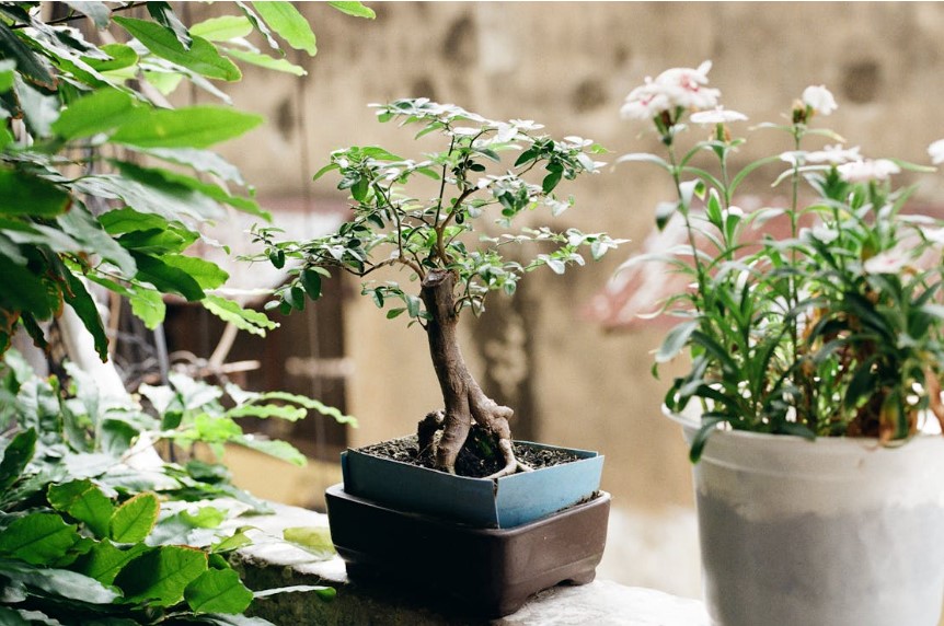 # Como Montar Um Jardim Pequeno Em Casa Ter um jardim pequeno em casa é uma forma simples de deixar o ambiente mais agradável, bonito e acolhedor. E a boa notícia é que não é preciso ter muito espaço para criar uma área verde funcional. Com planejamento e escolhas certas, até pequenos cantos podem se transformar completamente. Se você quer criar um jardim pequeno em casa, veja como fazer isso de forma simples e prática. ## Escolha o Local Ideal O primeiro passo é definir onde o jardim será criado. Alguns espaços comuns incluem: * Quintais pequenos * Corredores laterais * Varandas * Entradas * Sacadas * Áreas gourmet Observe principalmente: * Quantidade de sol * Espaço disponível * Facilidade de manutenção * Acesso à água Esses fatores influenciam bastante. ## Defina o Estilo do Jardim Antes de comprar plantas, escolha uma direção. Você pode criar: * Jardim tropical * Jardim minimalista * Jardim com pedras * Jardim vertical * Jardim com vasos * Jardim funcional Ter um objetivo evita misturar elementos demais. ## Comece Com Poucas Plantas Um erro comum é tentar colocar muitas espécies. Prefira: * Poucas plantas * Espécies repetidas * Combinações simples * Plantas fáceis de cuidar Isso reduz manutenção e melhora aparência. ## Escolha Plantas Compatíveis Com o Ambiente Observe se o local recebe: ### Muito sol: * Cactos * Lavandas * Espadas-de-são-jorge * Clúsias ### Meia sombra: * Jiboias * Samambaias * Algumas folhagens ornamentais Plantas incompatíveis costumam gerar problemas rapidamente. ## Aproveite Paredes Quando Falta Espaço Jardins pequenos funcionam muito bem verticalmente. Você pode utilizar: * Nichos * Prateleiras * Suportes suspensos * Painéis verdes * Vasos presos na parede Isso libera espaço no piso. ## Utilize Vasos e Recipientes Simples Não é necessário investir muito. Boas alternativas: * Vasos simples * Estruturas recicladas * Caixotes * Vasos plásticos * Recipientes reaproveitados Criatividade ajuda bastante. ## Use Pedras e Acabamentos Simples Pedras ajudam a: * Reduzir manutenção * Melhorar aparência * Evitar barro * Criar acabamento organizado Mesmo pequenas áreas ficam mais valorizadas. ## Pense na Circulação Mesmo jardins pequenos precisam funcionar. Evite: * Bloquear passagens * Exagerar nas plantas * Ocupar todo espaço disponível Ambientes equilibrados parecem maiores. ## Adicione Iluminação Pequenos pontos de luz ajudam bastante. Algumas ideias: * Balizadores * Luz solar * Cordões luminosos * Iluminação indireta Isso valoriza o espaço durante a noite. ## Escolha Plantas de Baixa Manutenção Principalmente se você possui rotina corrida. Boas opções: * Suculentas * Cactos * Espadas-de-são-jorge * Agaves * Clúsias Menos manutenção aumenta as chances do jardim durar. ## Faça o Jardim Aos Poucos Não existe necessidade de montar tudo imediatamente. Uma estratégia melhor: 1. Escolha o espaço 2. Coloque poucas plantas 3. Observe o resultado 4. Expanda gradualmente Isso reduz erros. ## Conclusão Montar um jardim pequeno em casa depende muito mais de planejamento do que de espaço disponível. Escolher plantas compatíveis, aproveitar paredes, reduzir excessos e criar um ambiente fácil de manter costuma gerar melhores resultados. Na prática, pequenos jardins bem planejados frequentemente parecem maiores, mais organizados e muito mais agradáveis de usar.