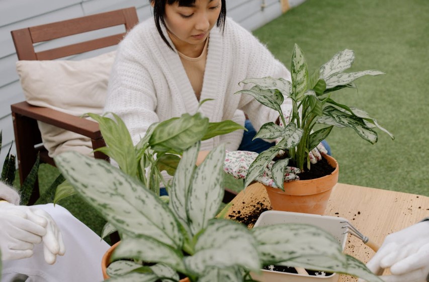Melhores plantas para ambientes externos