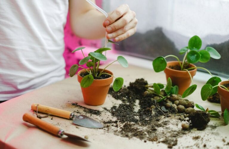 Plantas fáceis para quem não tem experiência