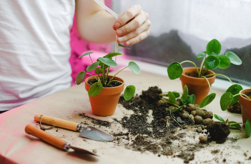 Plantas fáceis para quem não tem experiência