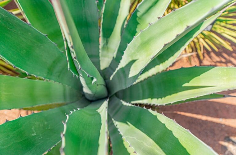 Plantas resistentes ao sol forte